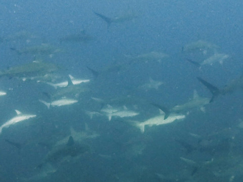 SAFARI, DRIVE & DIVE TOURS-Inhambane必去景点