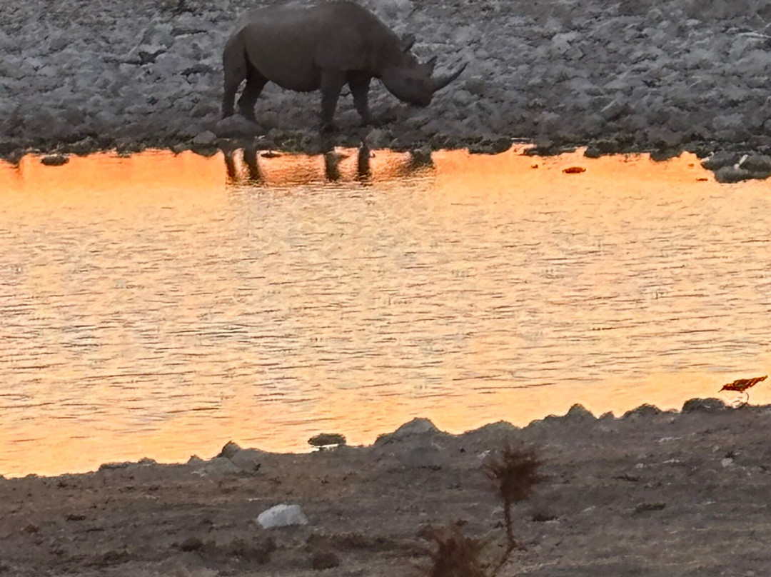 Okaukuejo waterhole-纳米比亚埃托沙国家公园必去景点