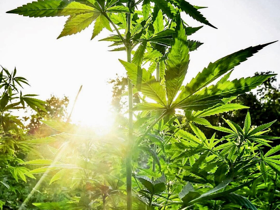 Wabba's Weed Adventure-Brighton District必去景点