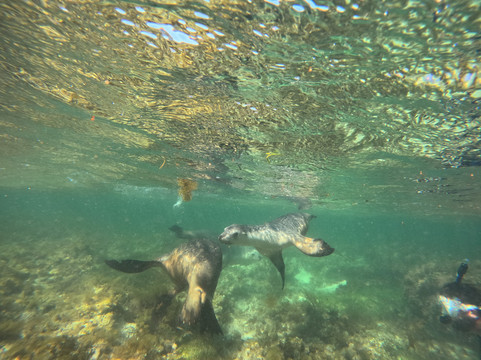 Lobster Shack Sea Lion Tour