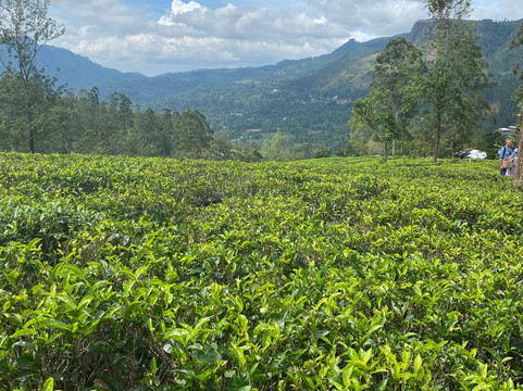 Bee Travels-康提必去景点