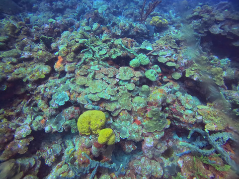 Reefers & Wreckers Dive Shop-Speightstown必去景点