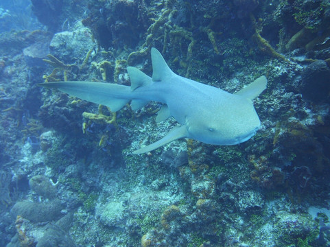 Dive House-考祖梅必去景点