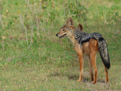 Base Camp Tanzania-阿鲁沙必去景点