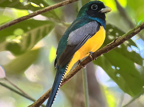 Ficus Tours-希门尼斯港必去景点