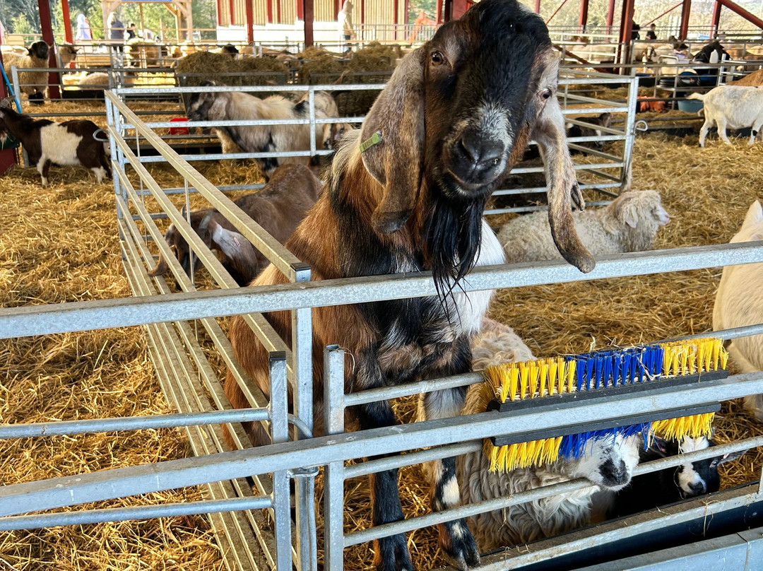 Dalscone Farm Fun-邓弗里斯必去景点