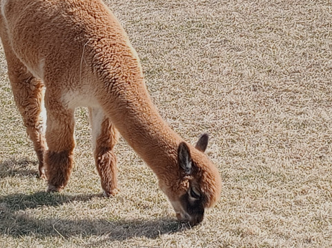 Winchester Creek Farm-韦恩斯维尔必去景点