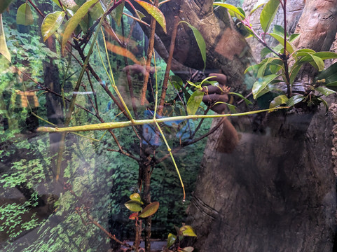 奥杜邦昆虫博物馆-新奥尔良必去景点