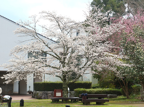Ibuki Park-仓吉市必去景点