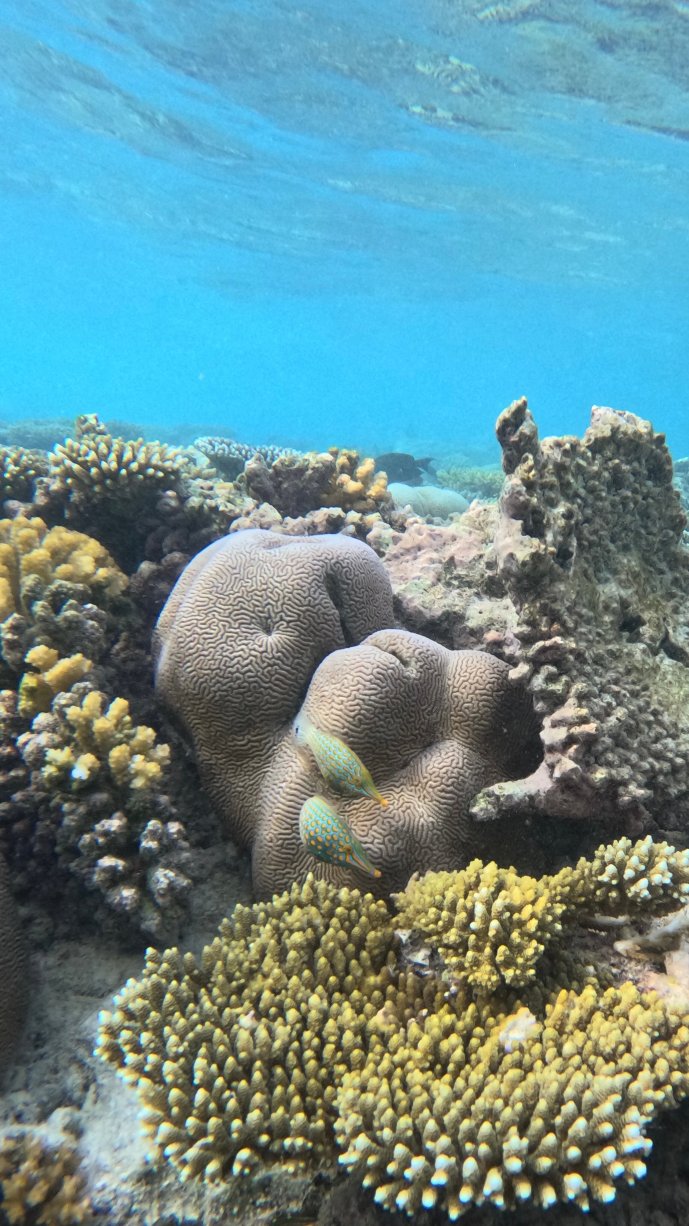 马尔代夫NH豪沃达岛诺翰精选度假酒店-泳池