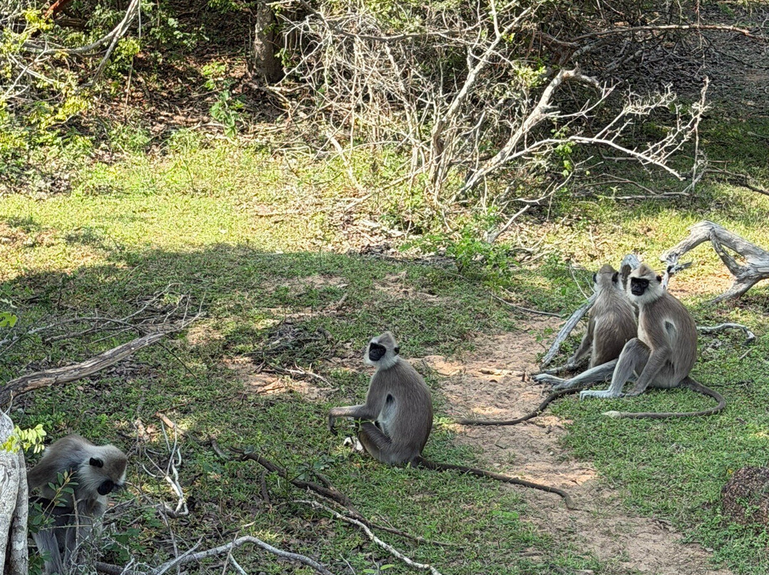 Royal Ceylon Voyage-Pelawatta必去景点