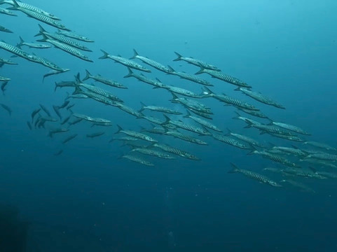Aqua-Trek-太平洋港必去景点
