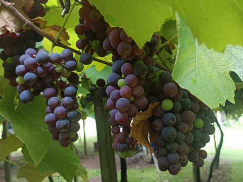 Vinícola Cainelli-本图贡萨尔维斯必去景点