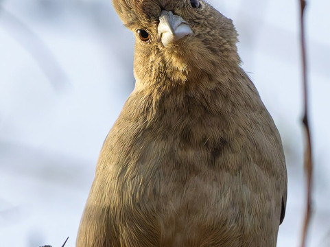 American Birding Guides-Patagonia必去景点