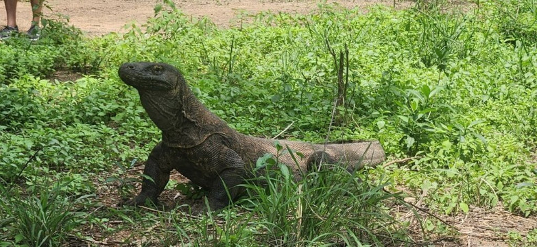 Top Komodo Tours-科莫多必去景点