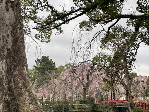 三嶋大社-三岛市必去景点
