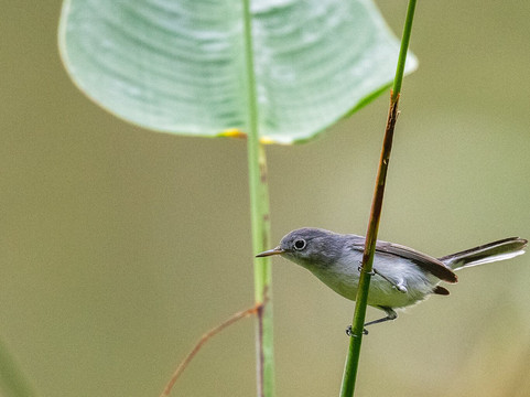 螺旋沼泽鸟兽禁猎区-那不勒斯必去景点