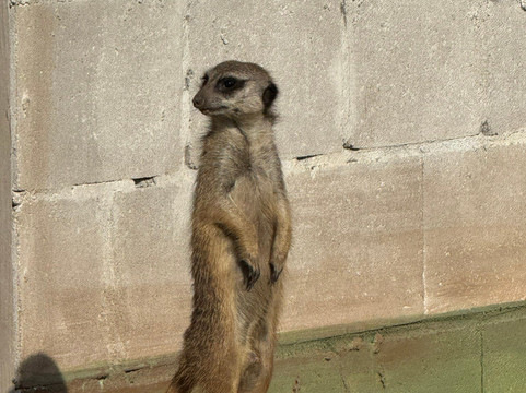 Zooparc Overloon-Overloon必去景点