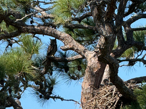 Merritt Island National Wildlife Refuge-Merritt Island必去景点