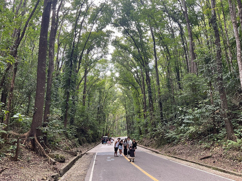 Mahogany人工森林-洛博克必去景点