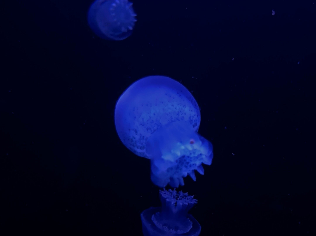 Gran Acuario Mazatlán Mar de Cortés-马萨特兰必去景点