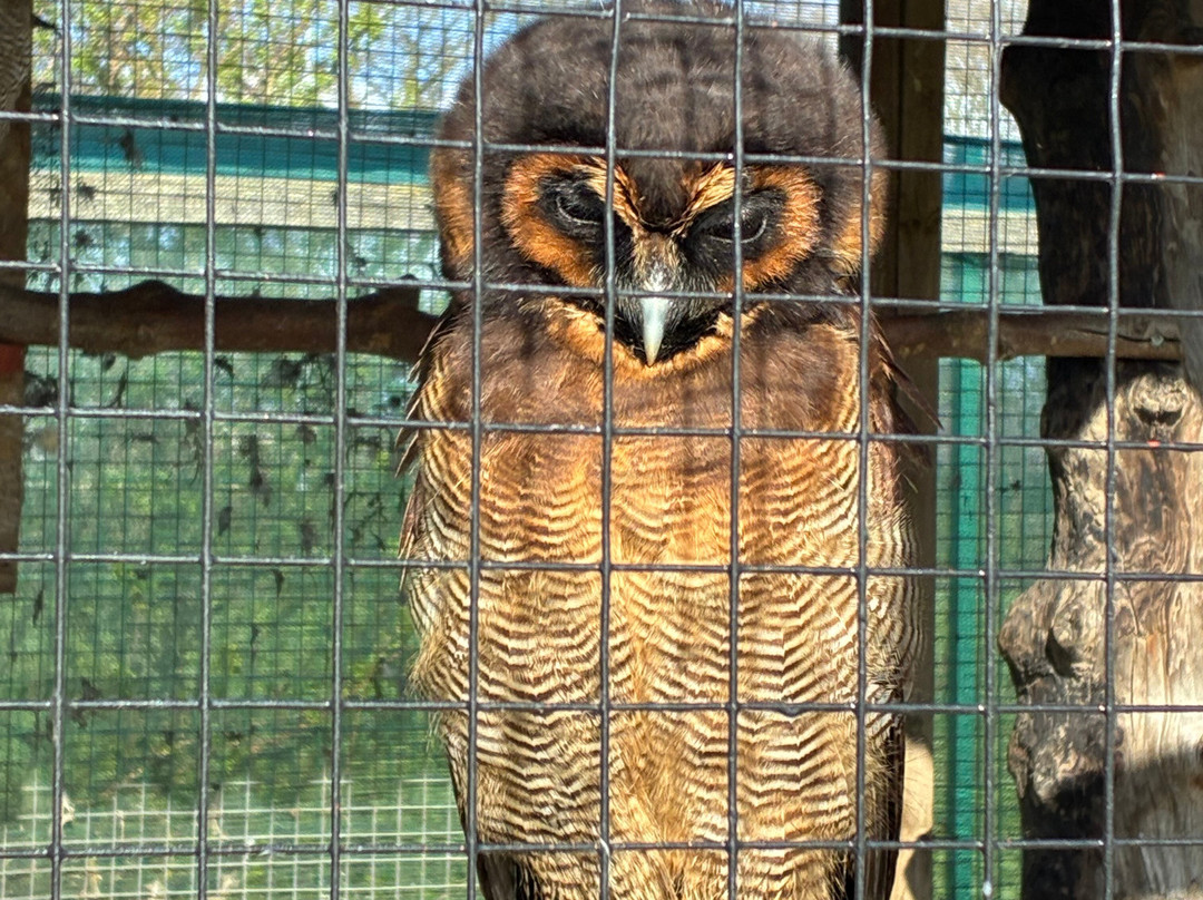 Wild Wings Birds of Prey Centre-沃灵顿必去景点