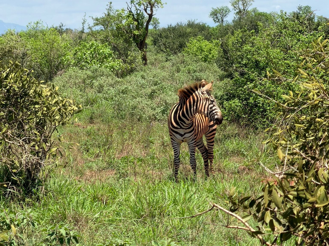 Zucchero Safari Kenya-瓦塔木必去景点