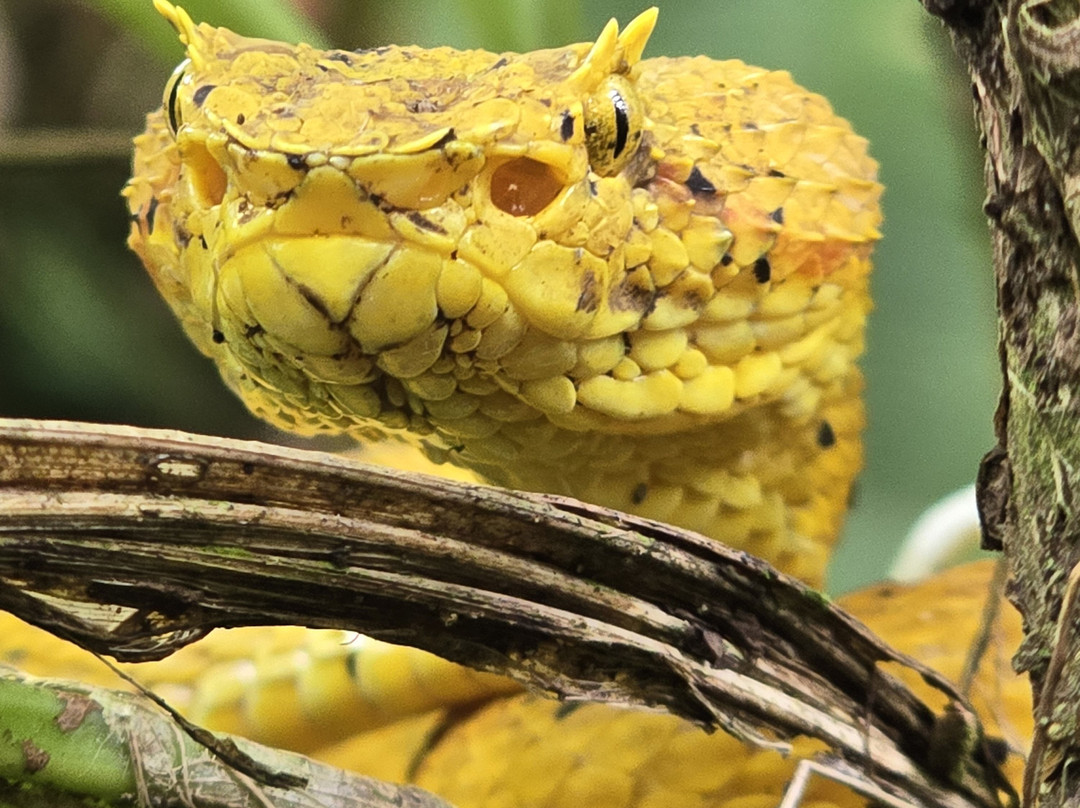 Memo Adventures Pura Vida In Costa Rica-Playas del Coco必去景点