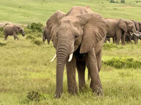 Masai Mara National Reserve-纳罗克必去景点