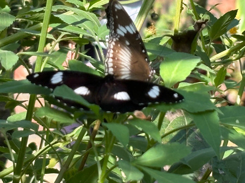 Palawan Butterfly Ecological Garden and Tribal Village-公主港必去景点