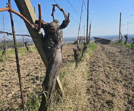 Travaglini-Gattinara必去景点