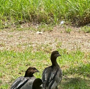 Lawson Park-马奇必去景点