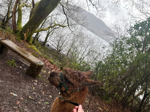 Alpacaly Ever After-Portinscale必去景点