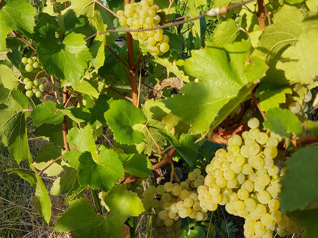Domaine De Siante-marie-Arlay必去景点