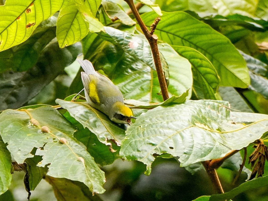 Sendero Los Quetzales-Los Naranjos必去景点