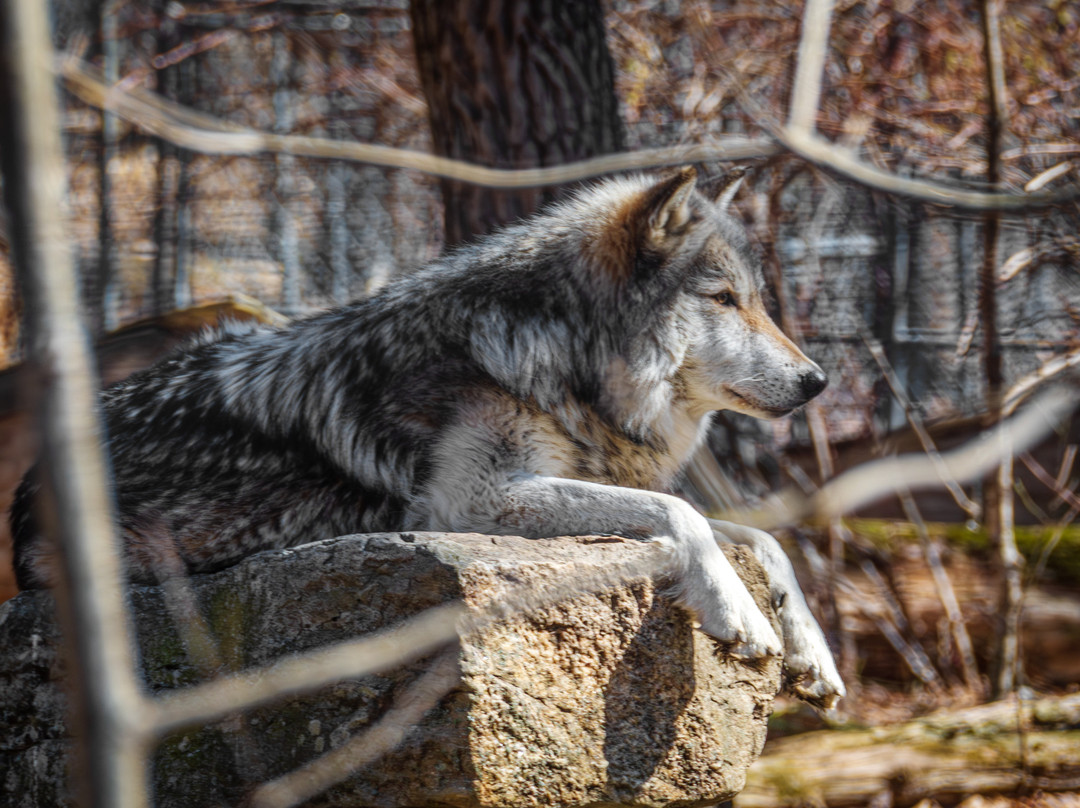 Lakota Wolf Preserve-Columbia必去景点
