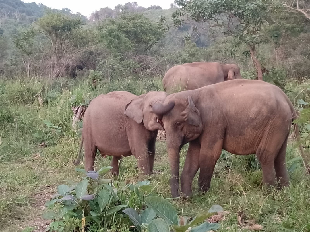 Explore Safari Tours