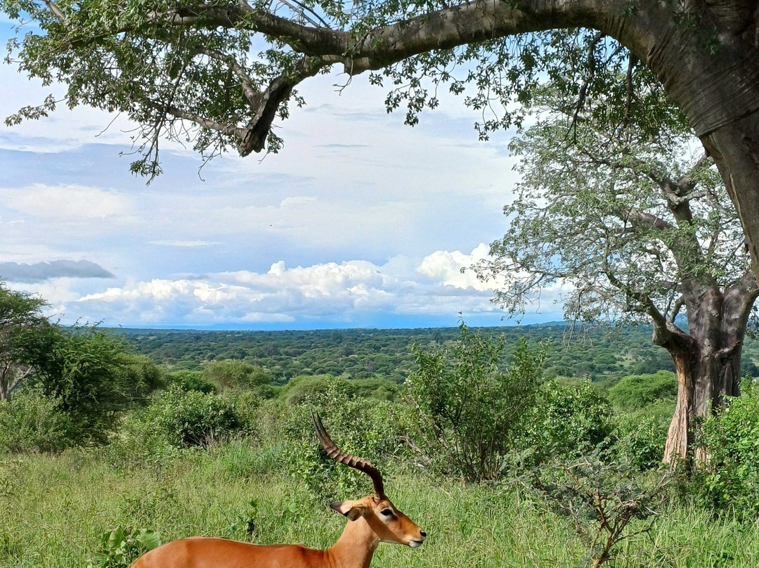 Tanzania Pure Nature and Travel-莫西必去景点