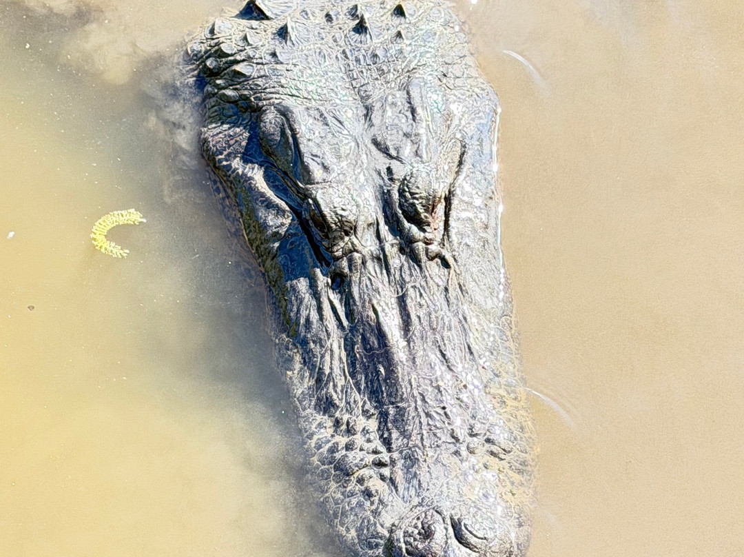 Ultimate Swamp Adventures-Westwego必去景点