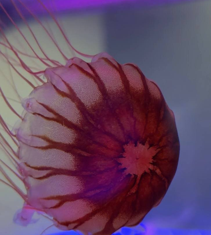 Jellyfish Museum-庞帕诺比奇必去景点