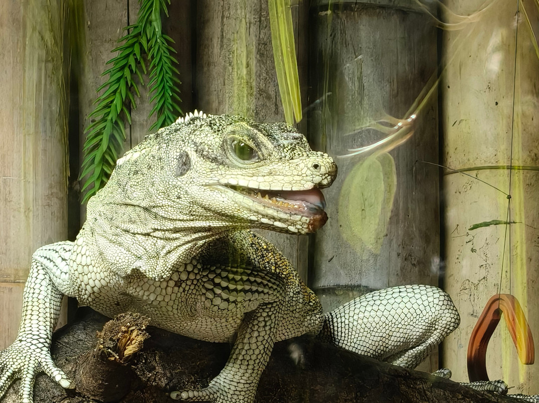Plantasia Tropical Zoo-斯温西必去景点