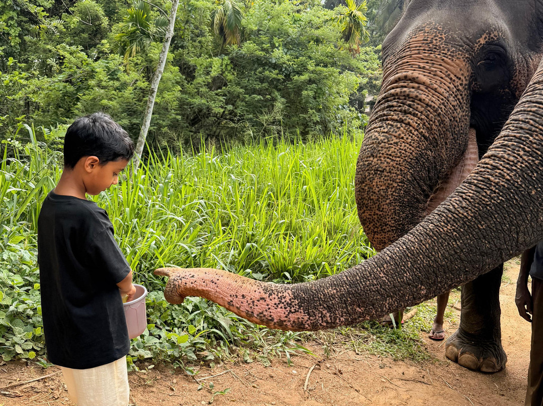 Elephant Freedom Project-凯格勒 必去景点