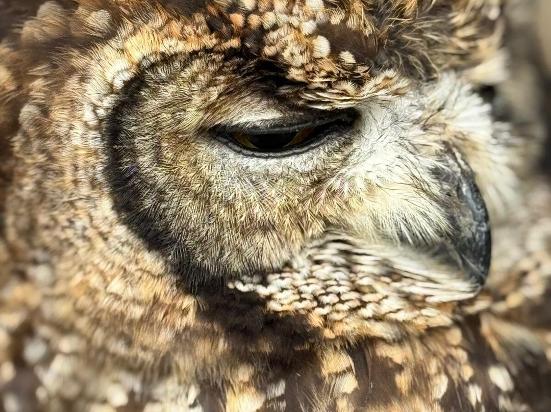 Cheshire Falconry-Northwich必去景点