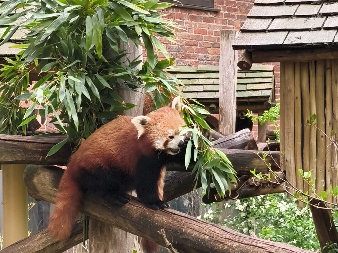 Safari Lodges At West Midlands Safari Park主图