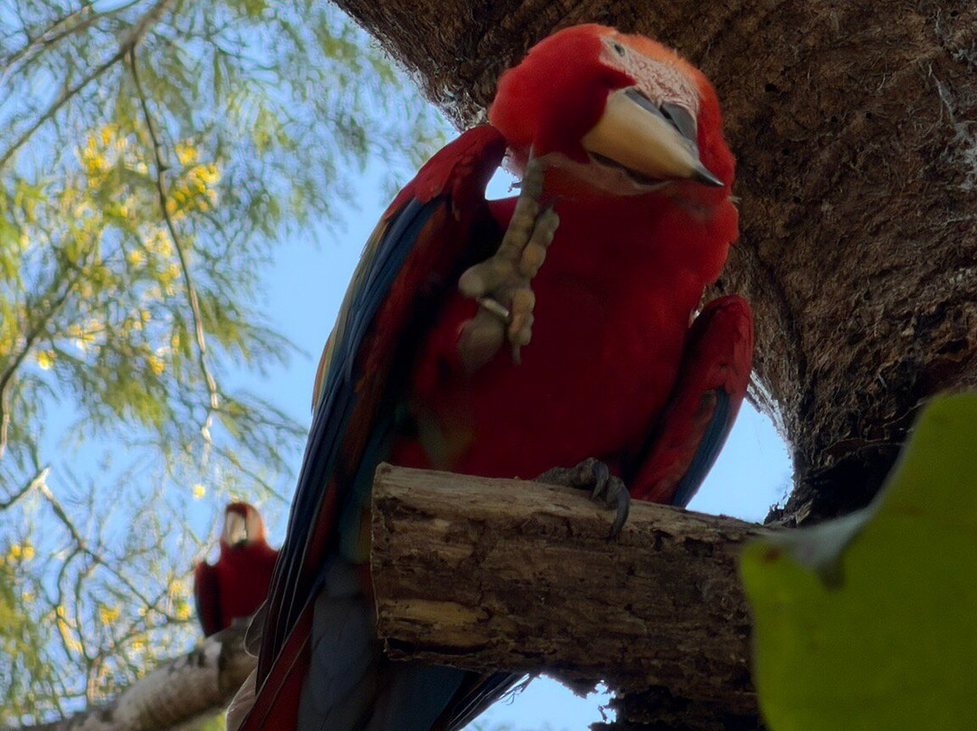 Macaw Recovery Network-Punta Islita必去景点