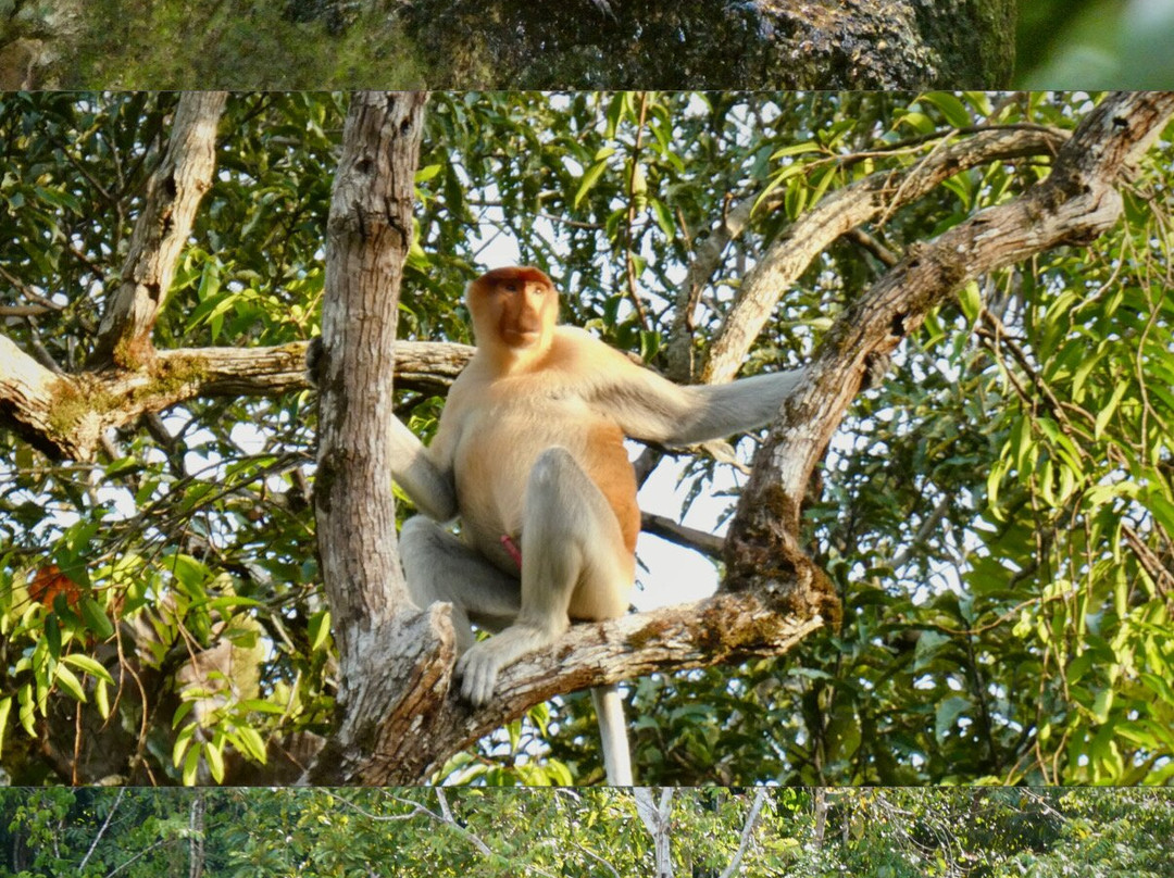 Borneo Eco Tours-亚庇必去景点