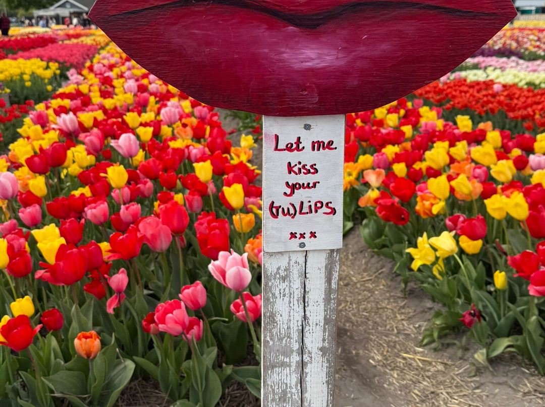 Tulip Experience Amsterdam-诺德韦克豪特必去景点