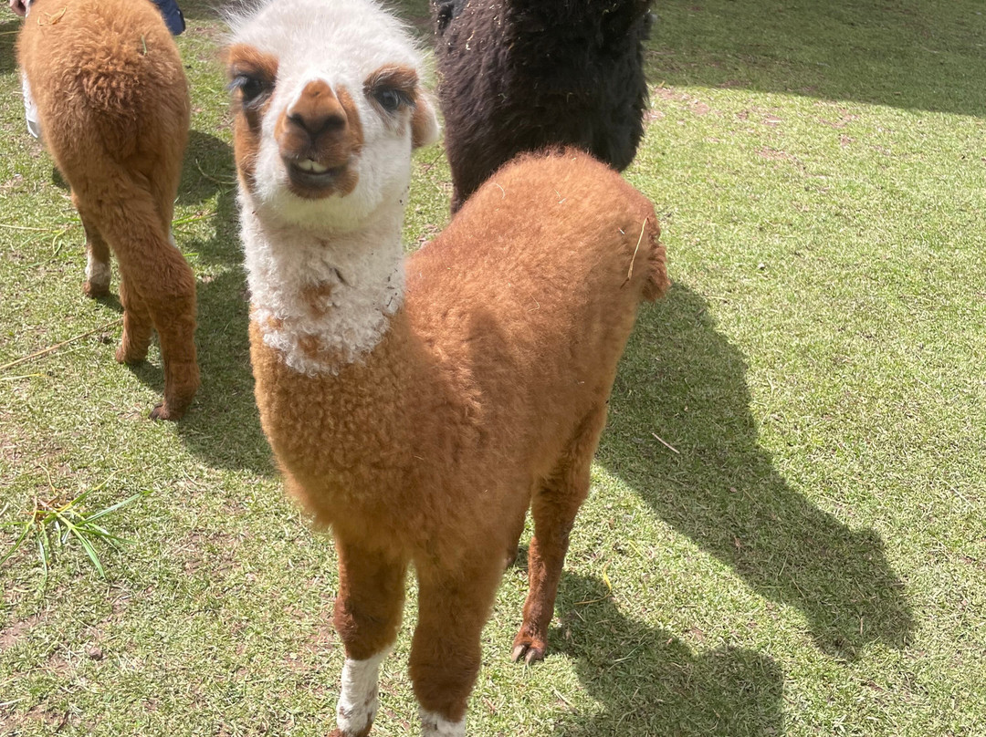 Cochahuasi Animal Sanctuary-库斯科必去景点