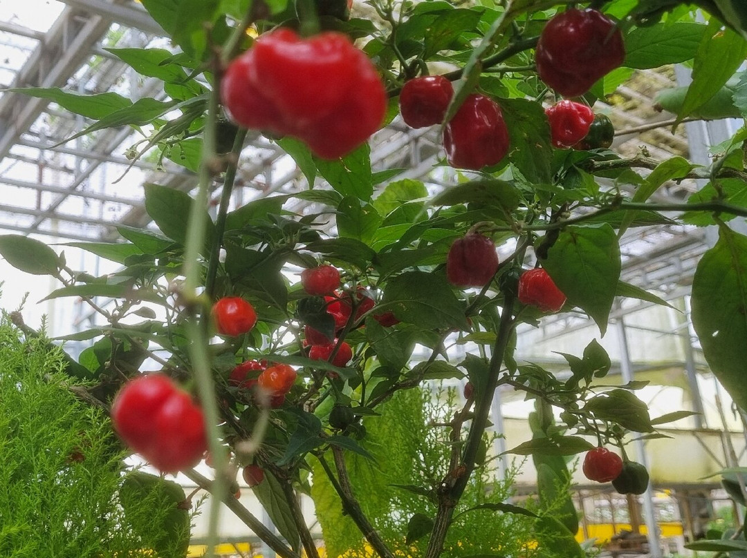 Healthy Strawberry Farm-丹那拉塔必去景点