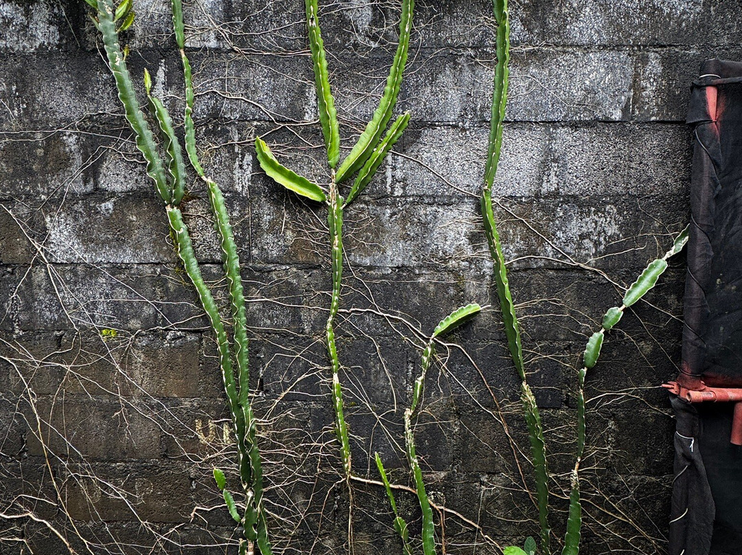 Le Jardin de la Vanille et l'Epice-路易士港必去景点
